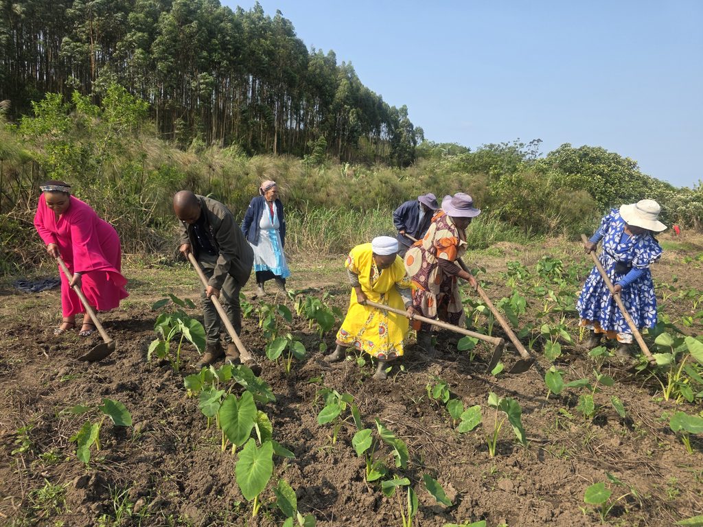 Mayor Bhengu Supports Community Farmers Through Tshalanathi Campaign